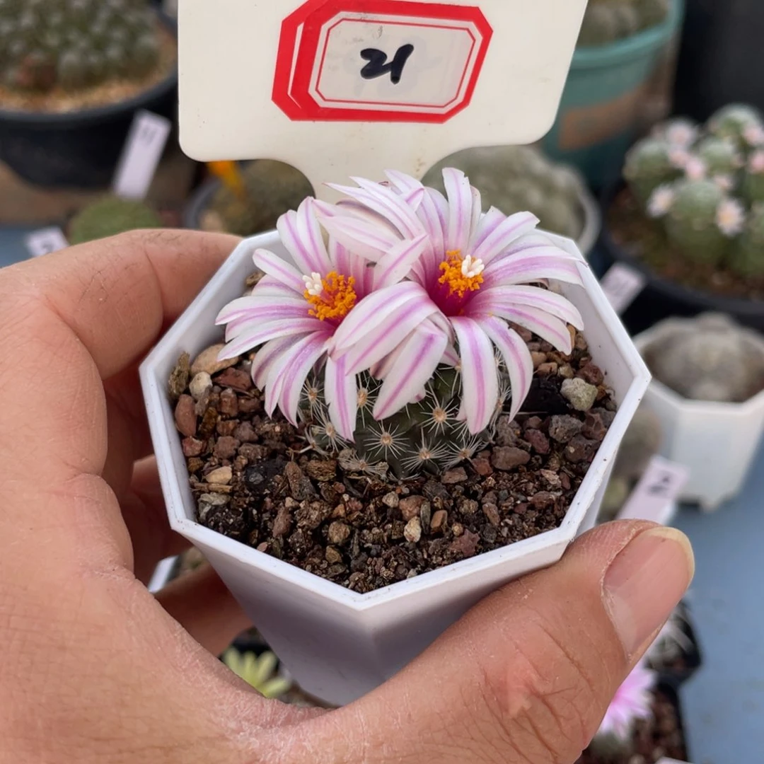 21往事多肉园仙人球