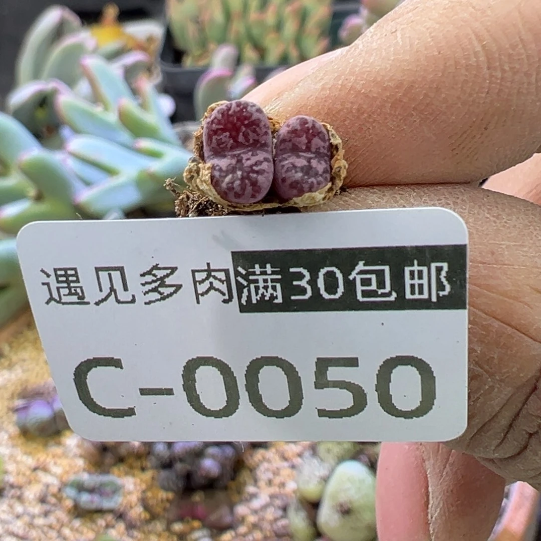 多肉植物的e 11111111111111111