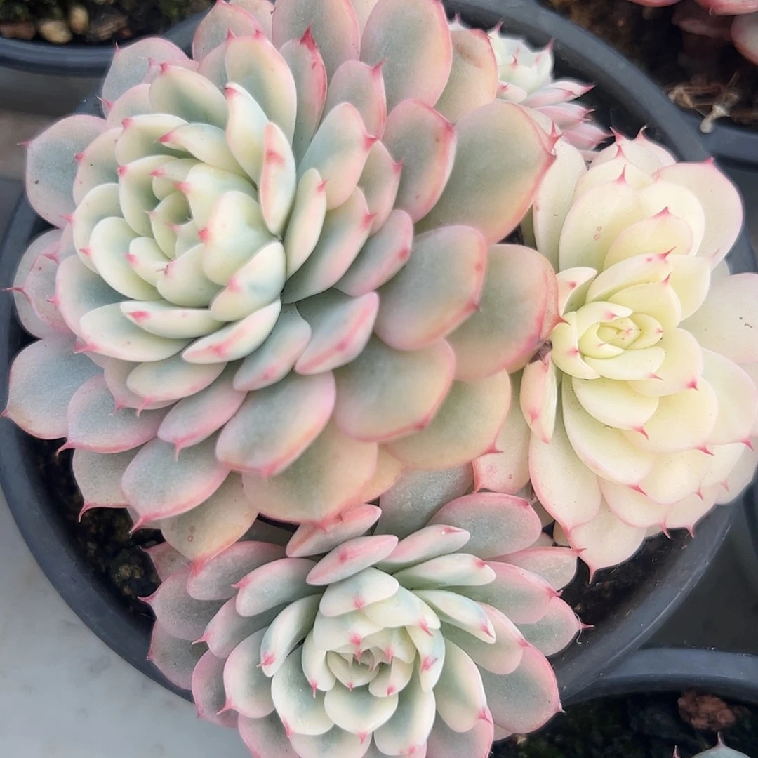 姬莲锦多头多肉植物