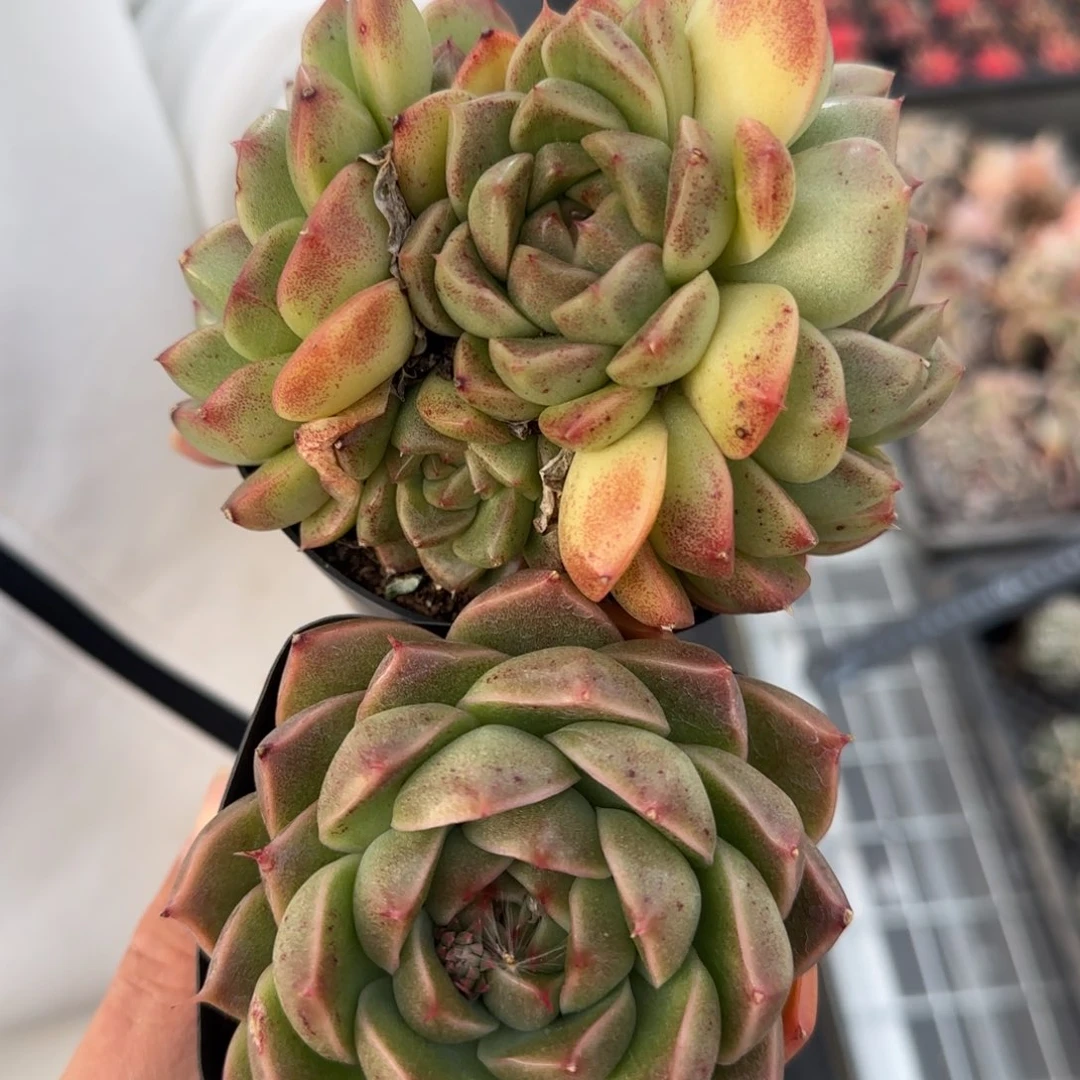 从前慢甄选多肉编号海王珍妮