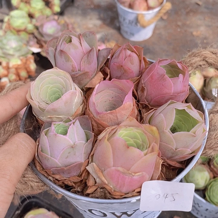 山地玫瑰粉色花篮045