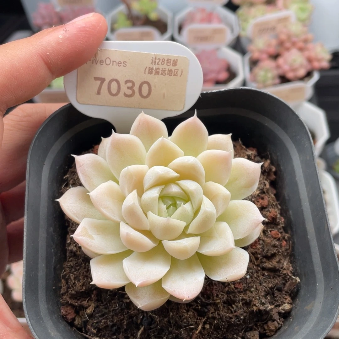 白月影7030-6.5厘米