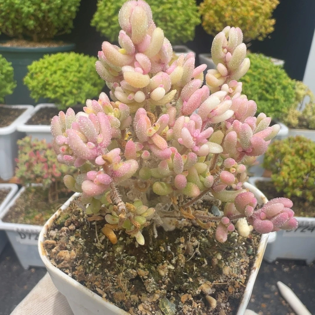 D7289红宝石锦枝干