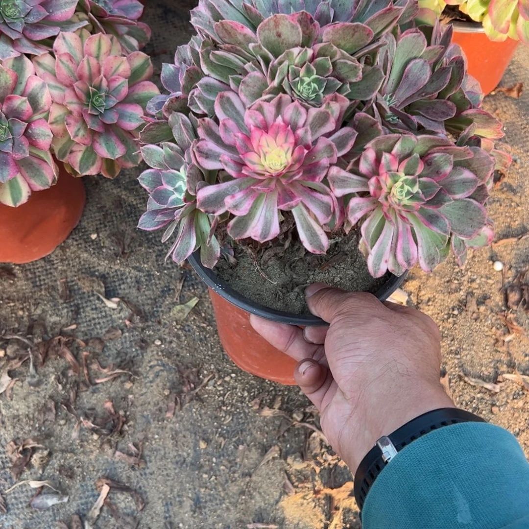 153孔雀翎多肉植物法师