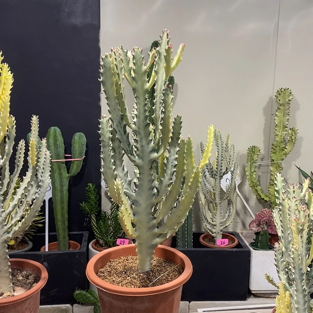 无花朵白龙骨一物一拍