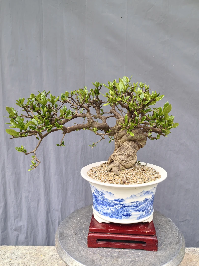 小叶四季榄叶栀子花盆景 花果盆景 栀子花盆景