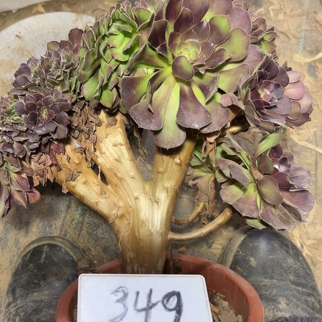 多肉349植物玫瑰缀花