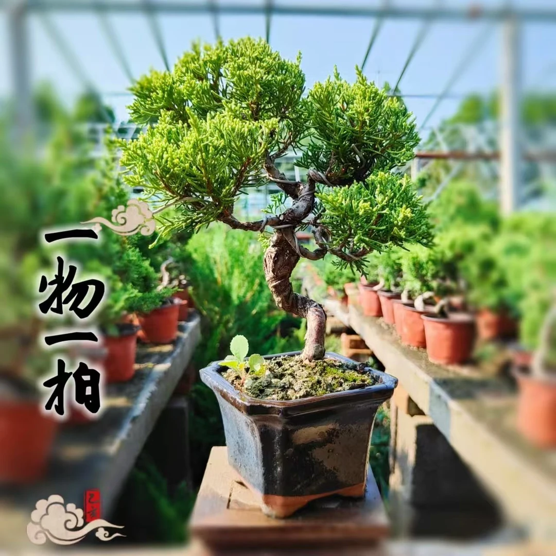 济州真柏 宫阪系鱼川各种盆景素材【一物一拍】