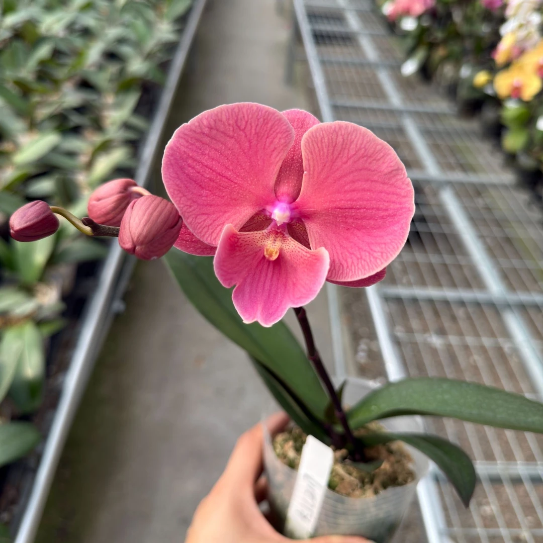 湾湾品【KJC2117】3.5寸苗 无抽梗无花 西柚色大舌头