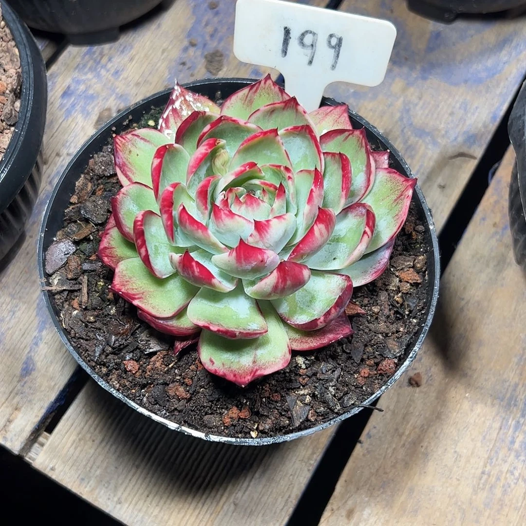 好***连惊鸿仙子一物一拍199号