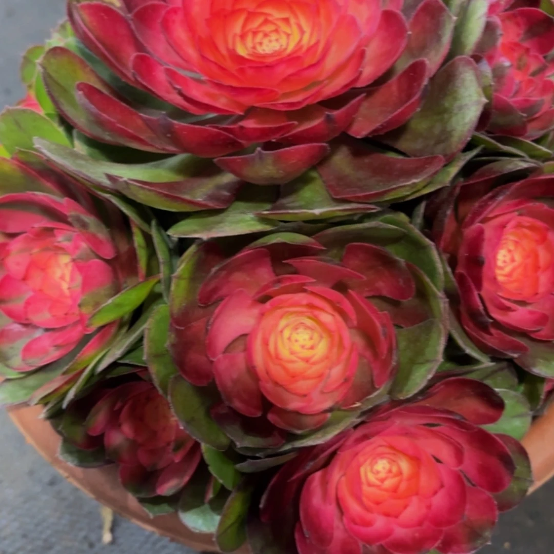 哈哈多肉葡萄荔枝227