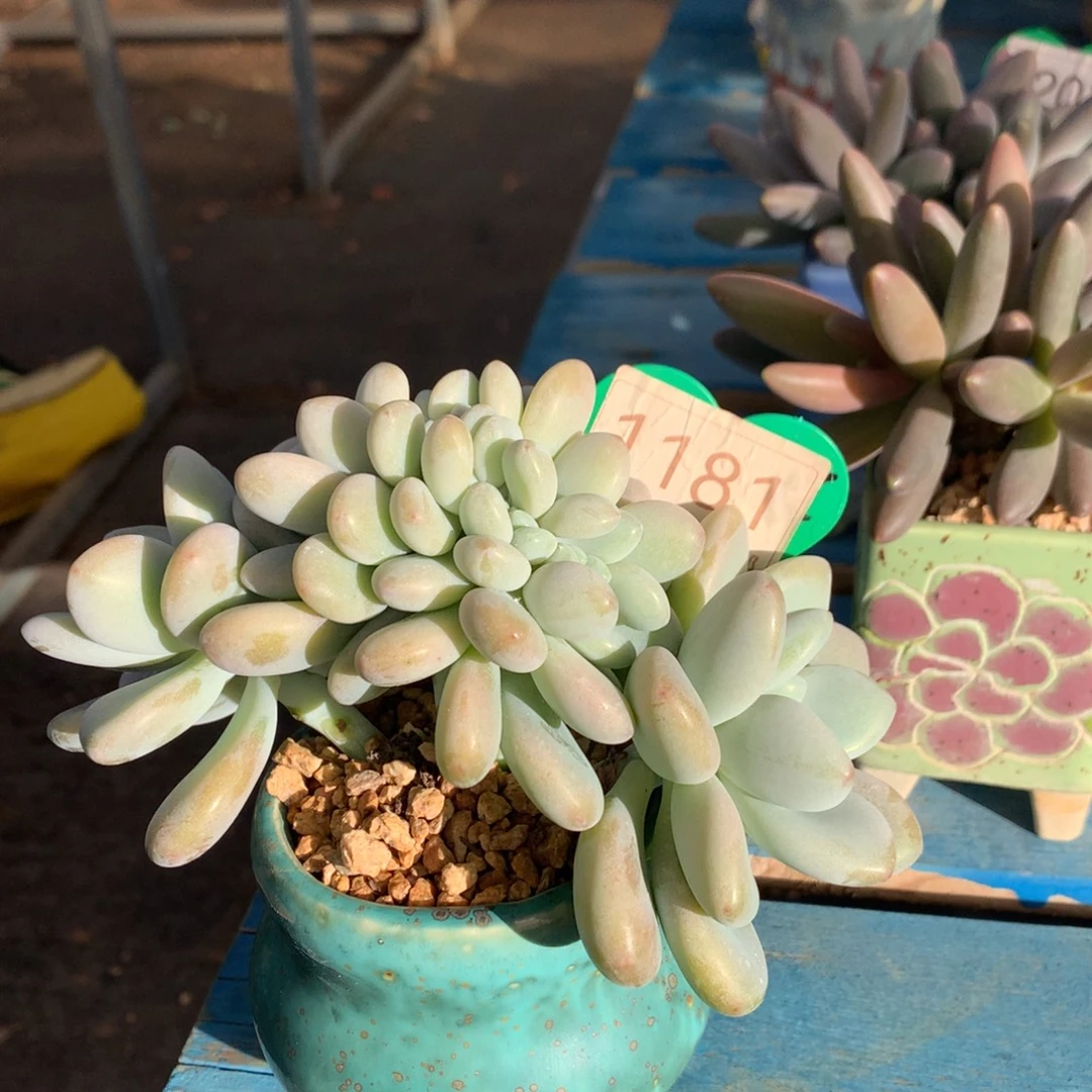 洛神树缀一物一拍1181