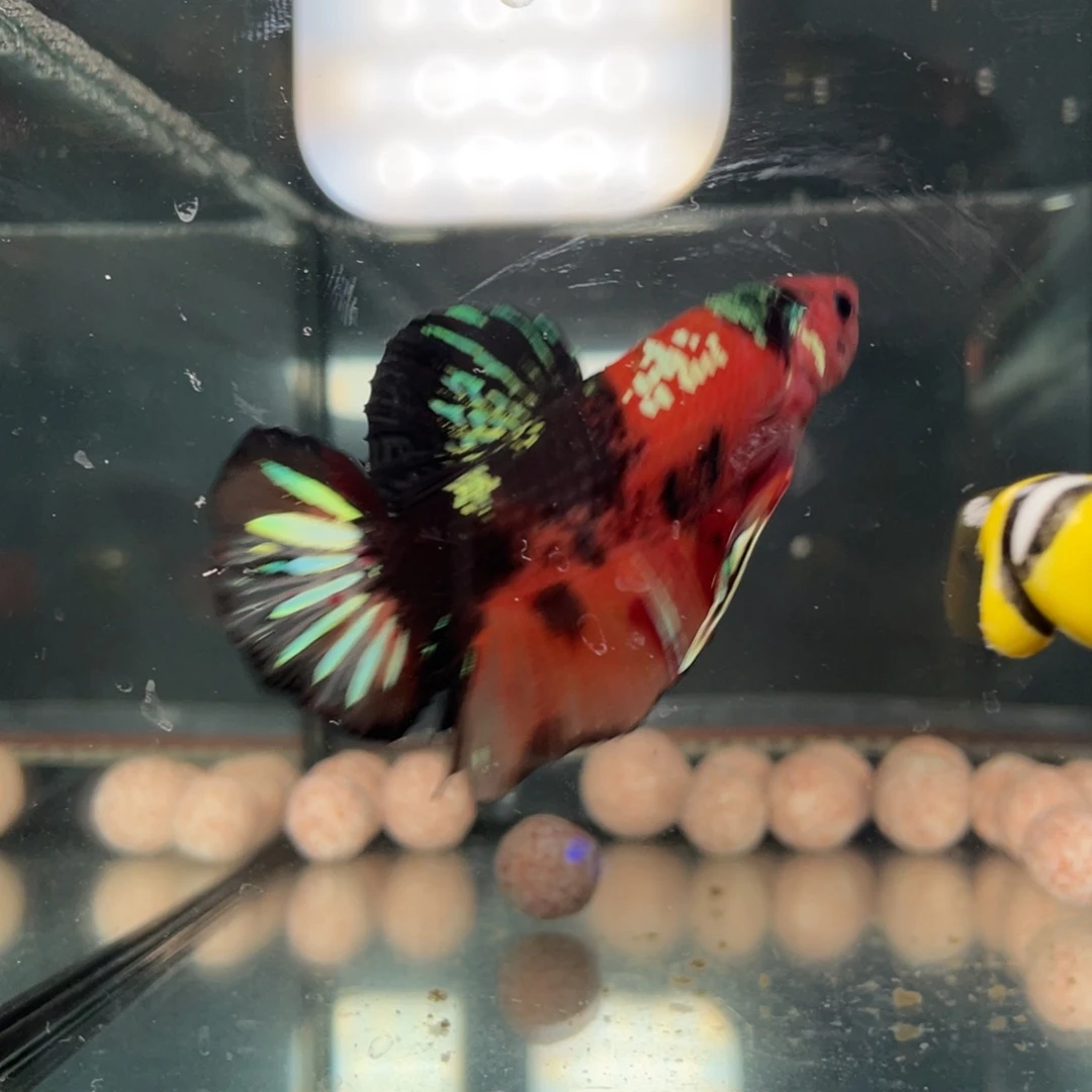 斗鱼1.4 巨斗 104