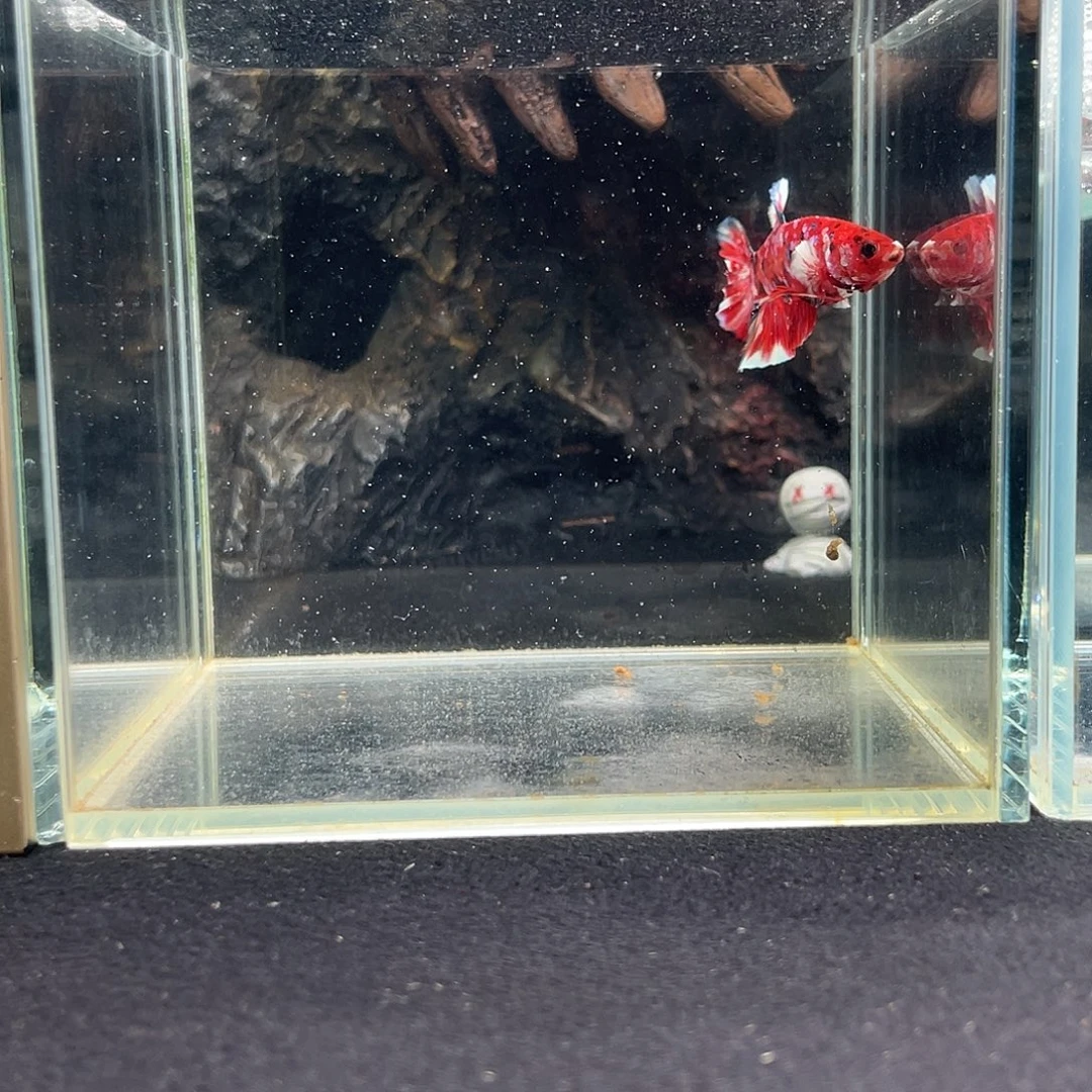 斗鱼十月八日竞价