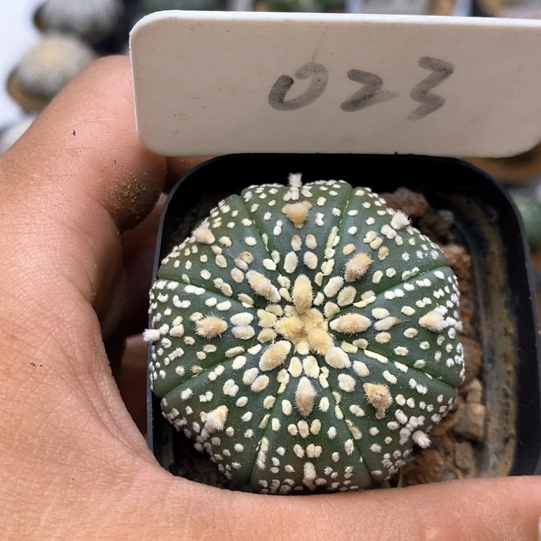 023福利特价咯福利