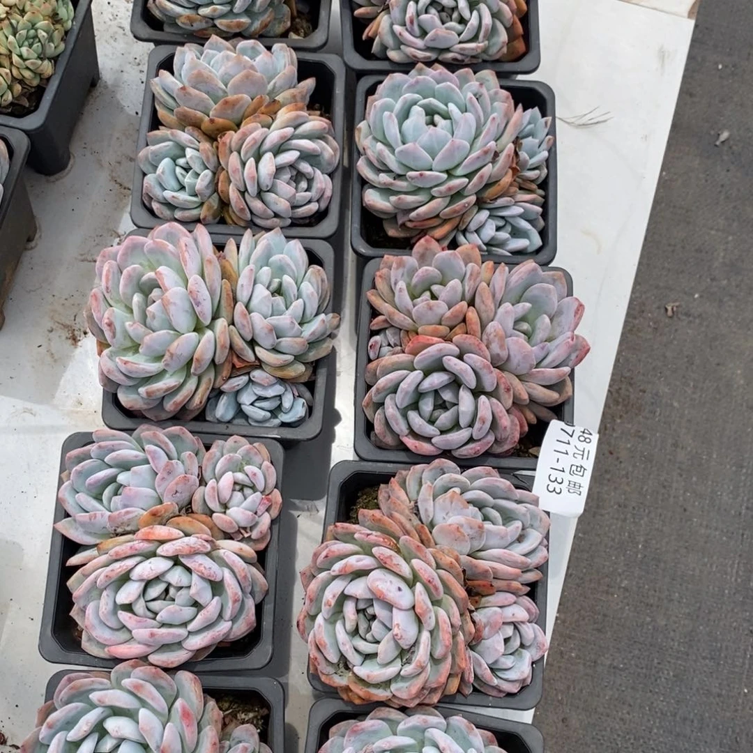 夏悦多肉0711-133橙子量拍