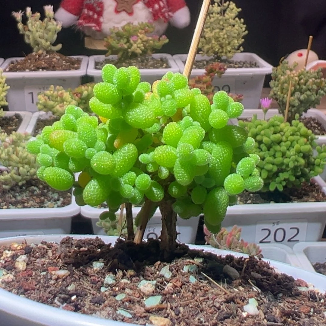 J204金桔带盆土发货一物一拍