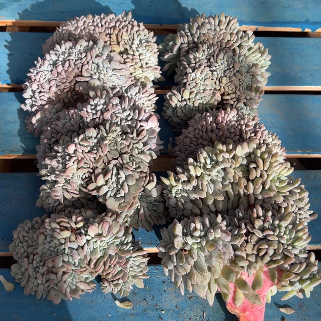 侧切玻璃心勿拍啦啦啦啦啦啦啦啦