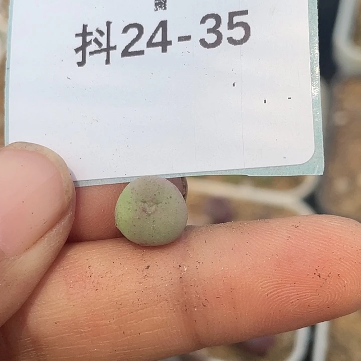 水*冻24-35肉锥多肉植物