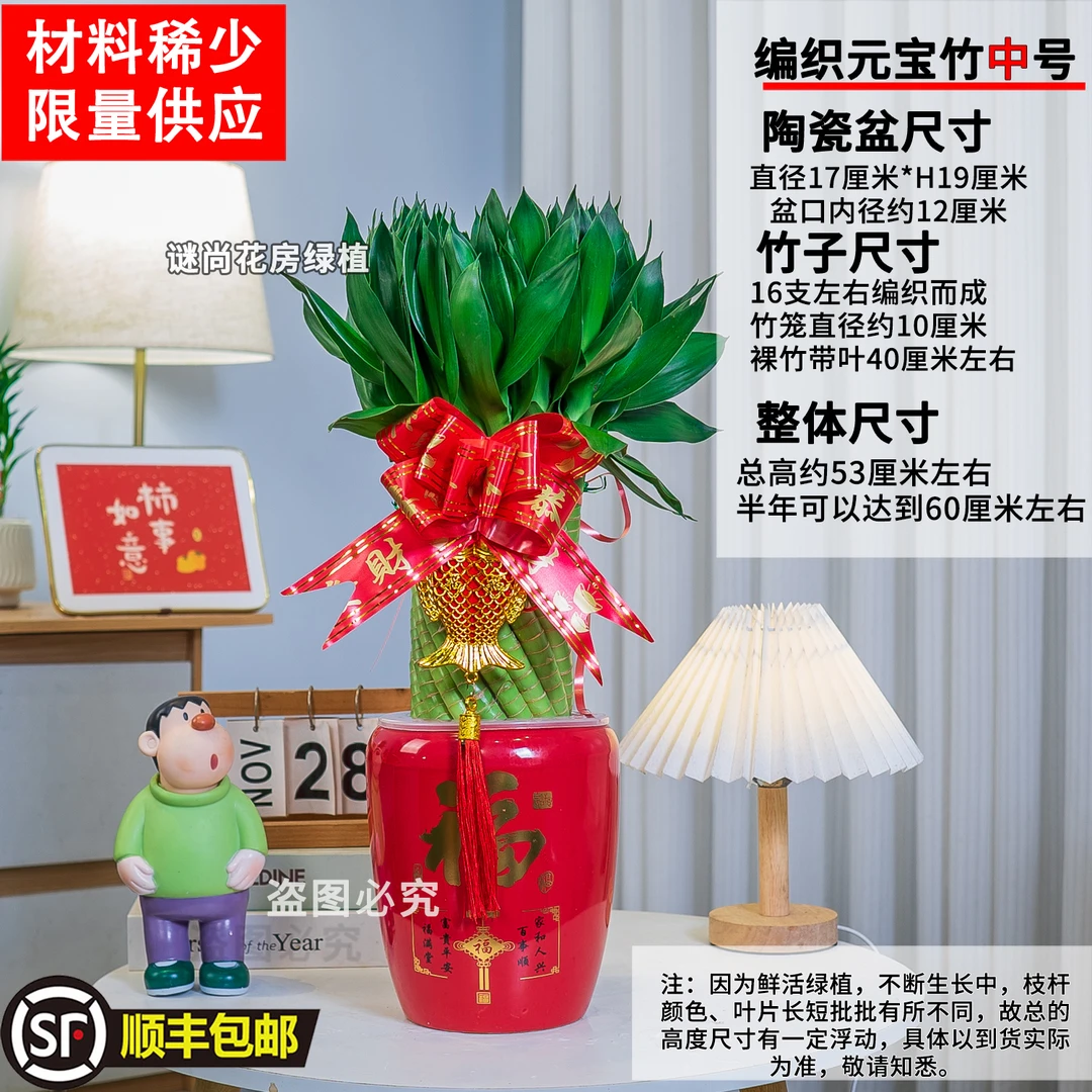 顺丰快递基地带根水培元宝竹富贵竹室内客厅办公室观叶绿植观音竹