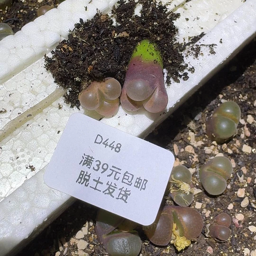 448多肉哈哈哈哈哈哈哈