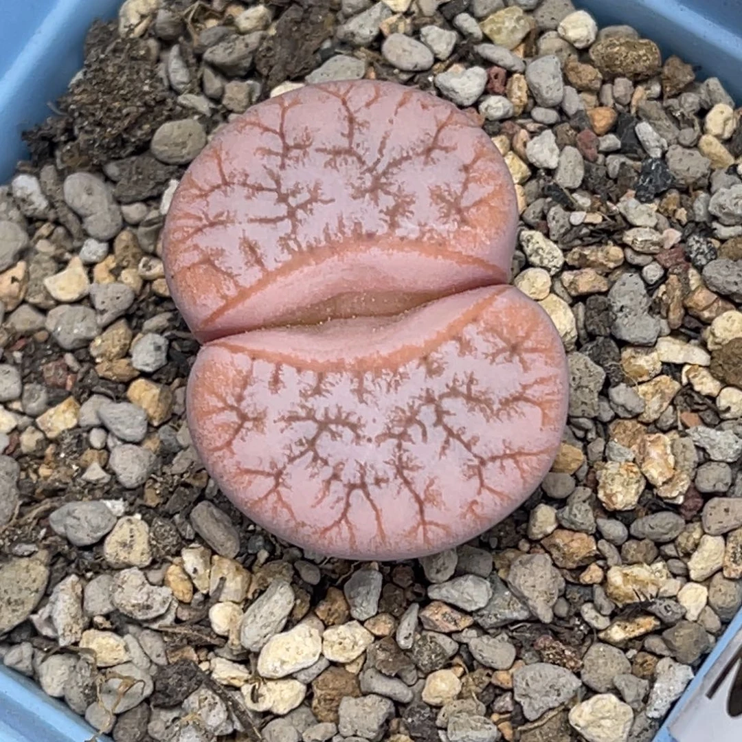 3702粉体睫毛荒玉1尺寸3.0