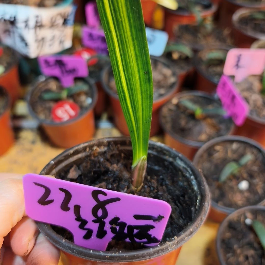 鸿***运无花朵君子兰直播带货