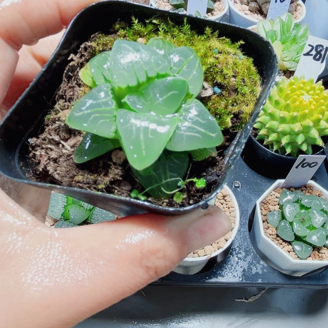 粉色甜心多肉植物6666