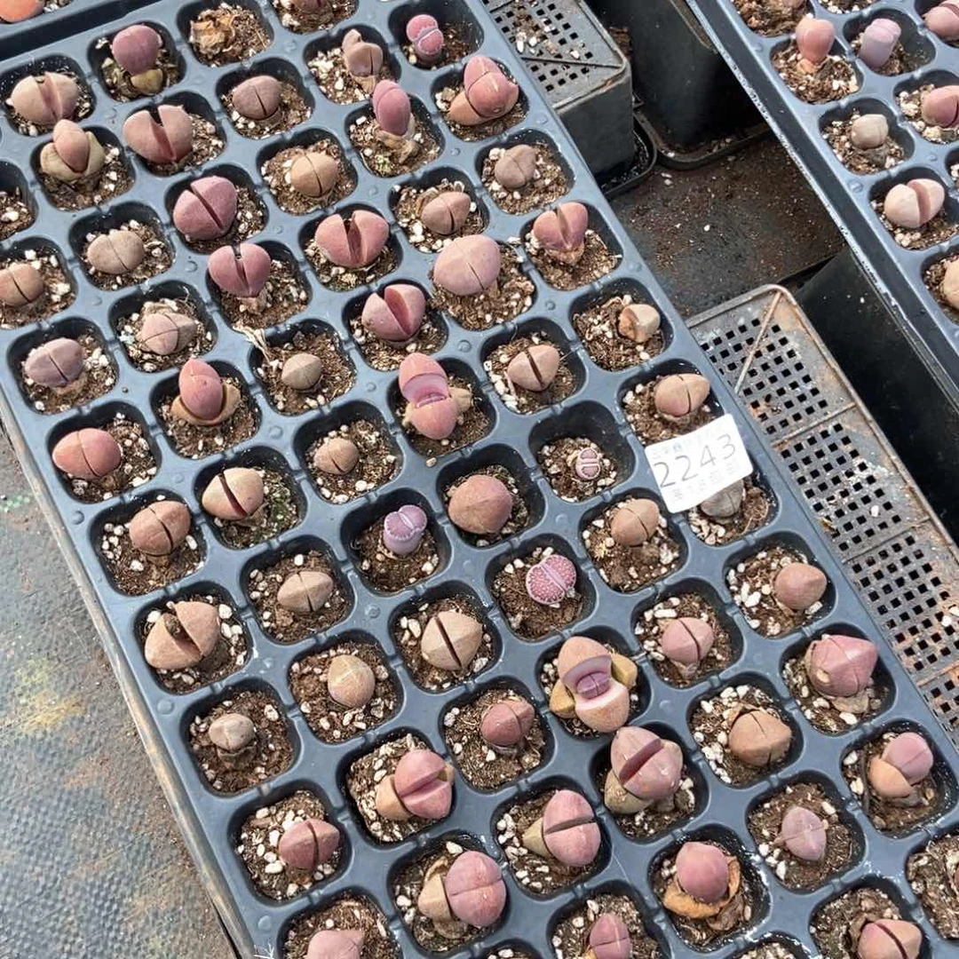 2243特价1盘元宝微瑕快快快