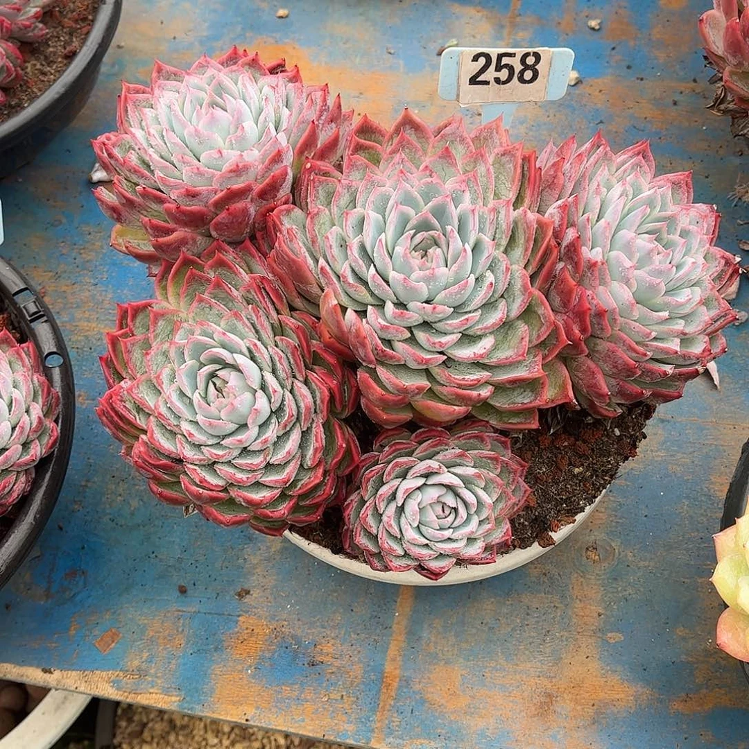 飞****孤星多肉植物保护258