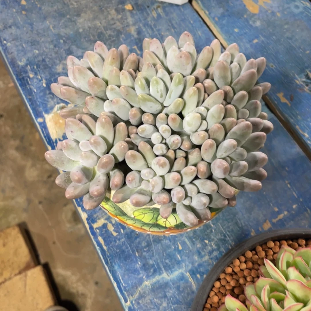 汤圆一物一拍中通快递