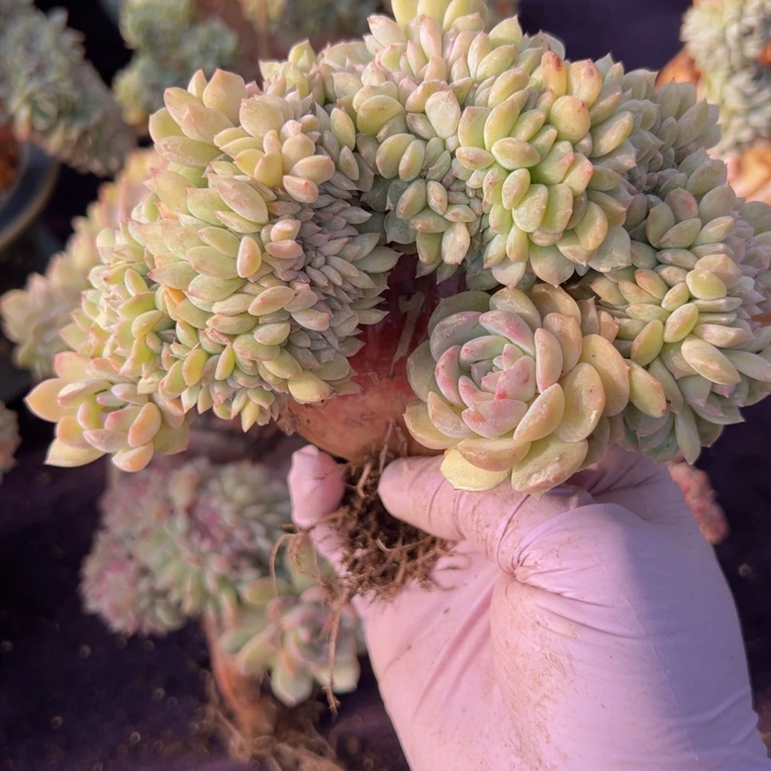 嘻*?新年快乐啊88888888888