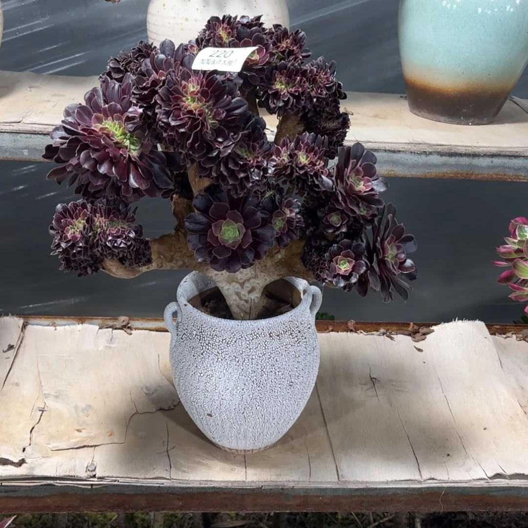 往***a220欧紫缀化多肉植物