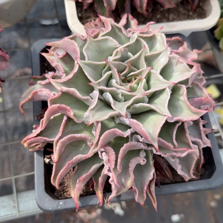 粉饺子皮超级大单头