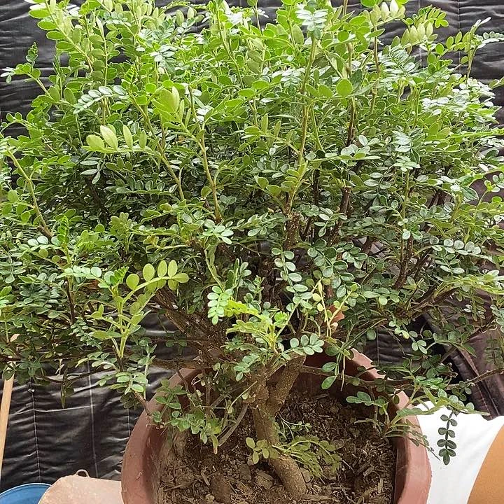 指定清香木福利19的