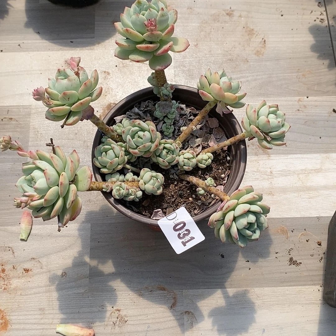 啦***5031香草多肉植物