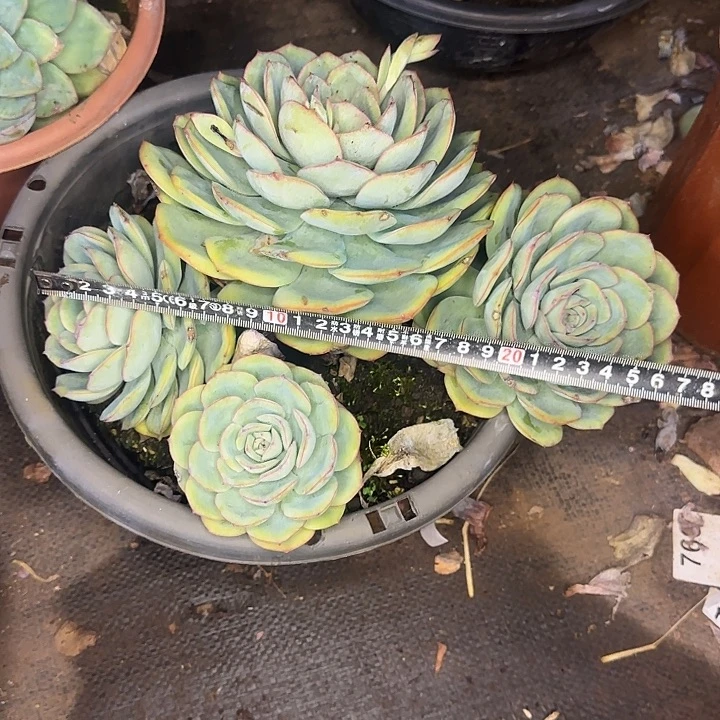 多肉植物一物一拍晨露401