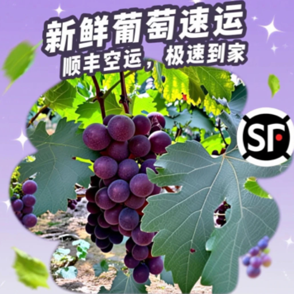 广西桂林现摘巨峰葡萄顺丰包邮到家