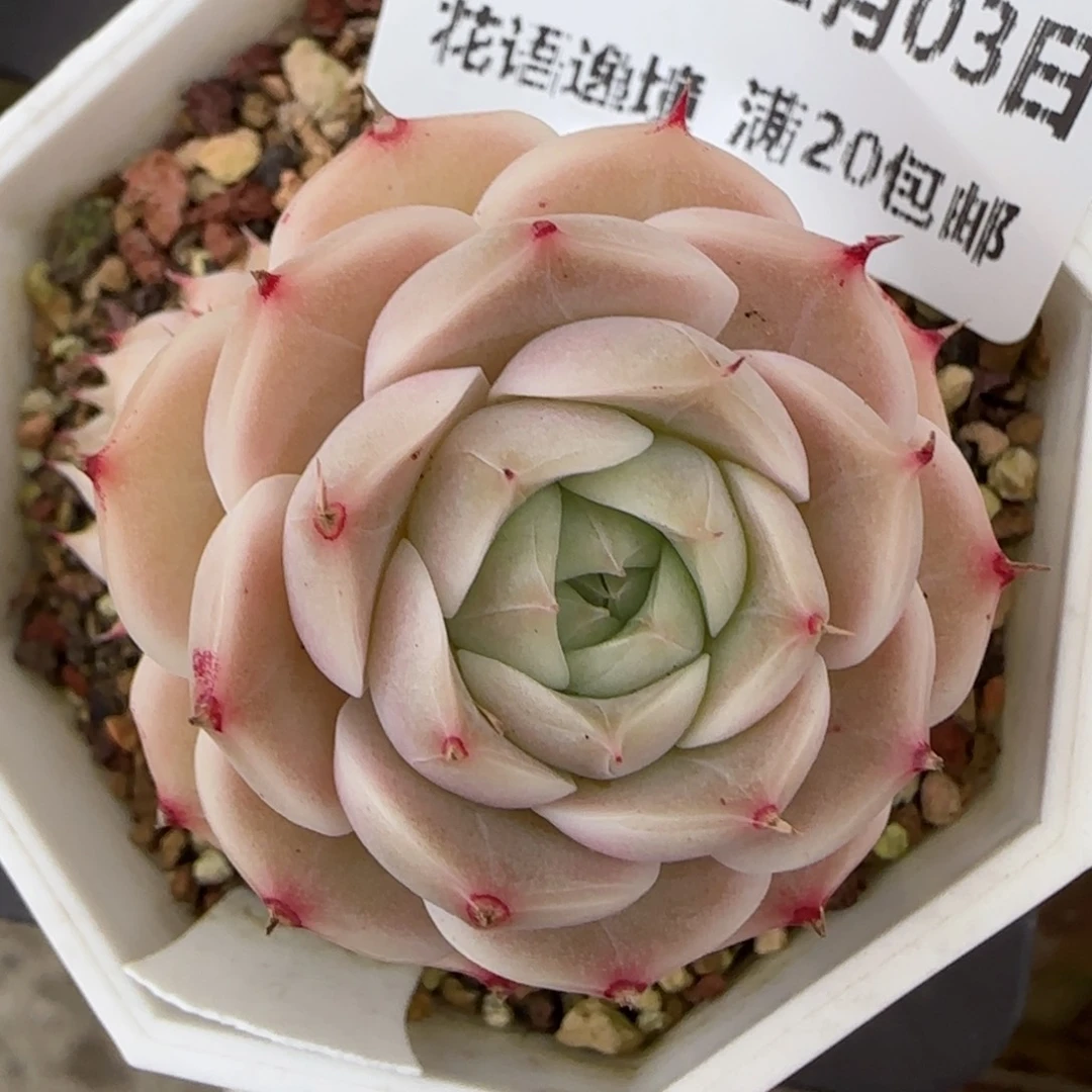 花语逸镜0203-429