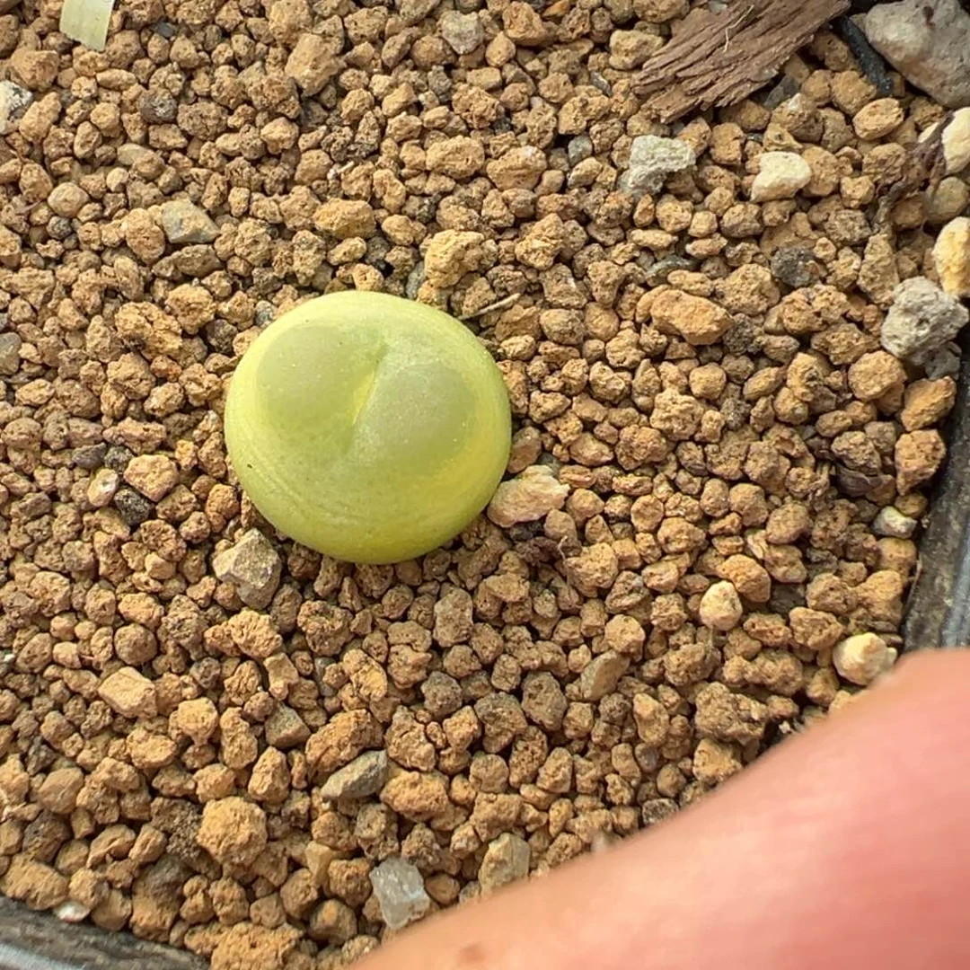 12-164拉登多肉植物，