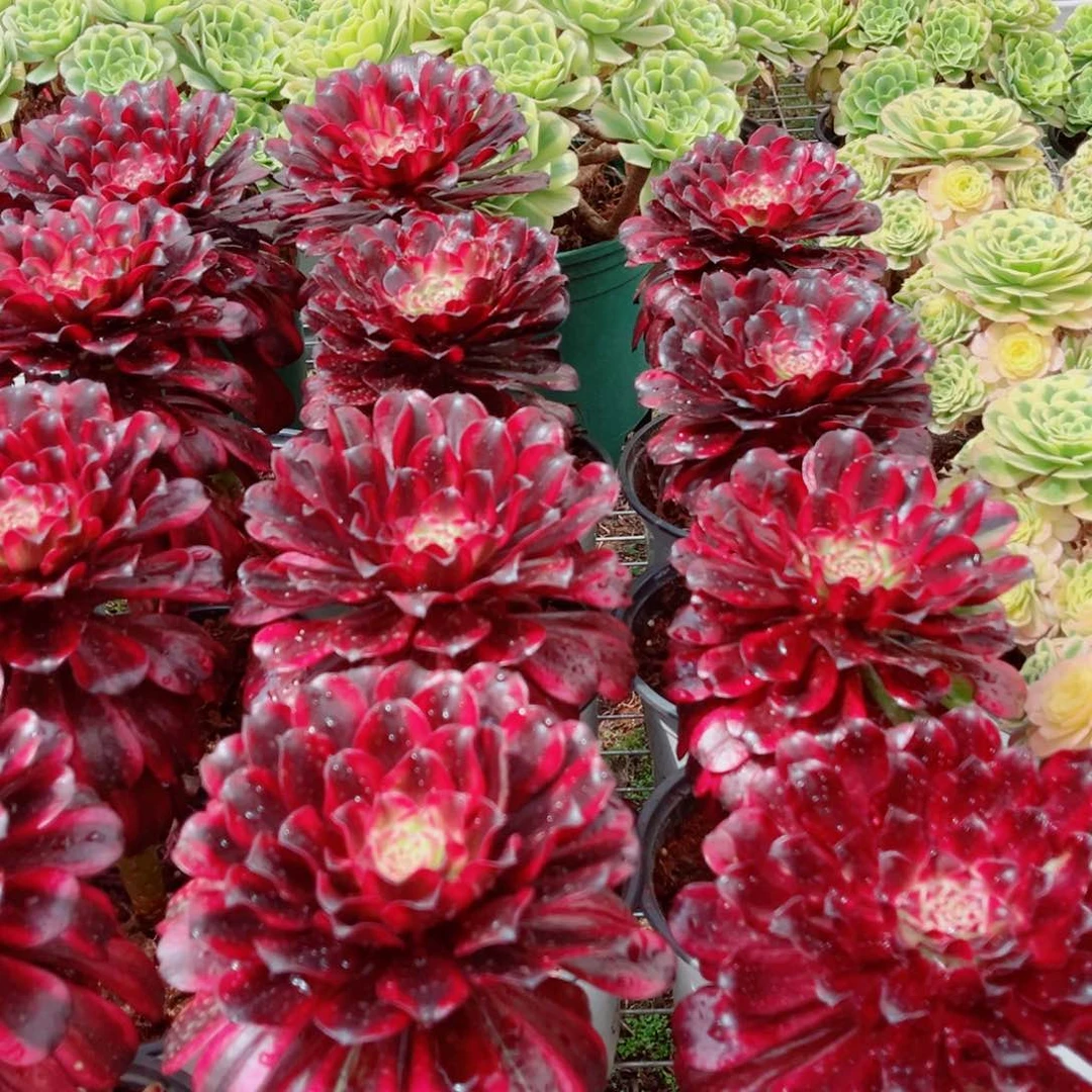 雪莲量拍多肉法师一个（独杆）