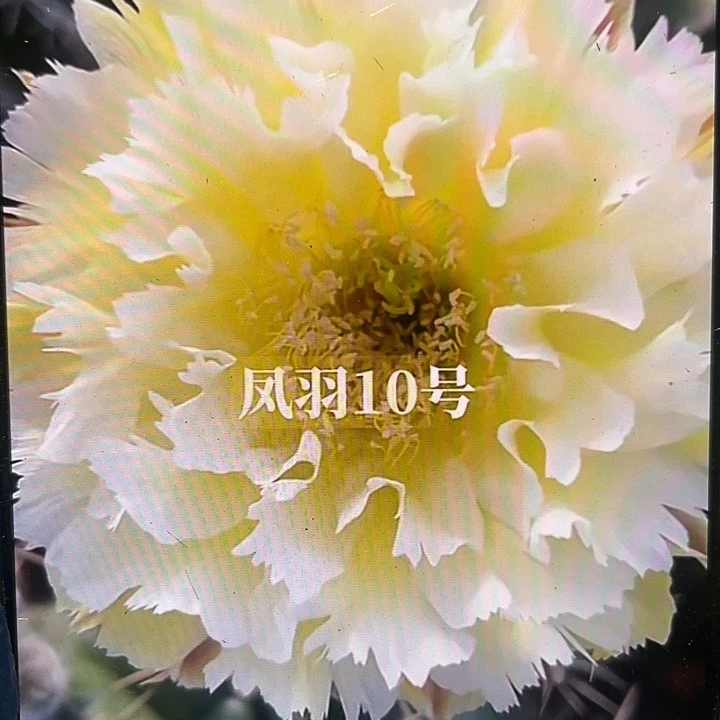 凤羽10号侧芽歪5公分左右满18包邮