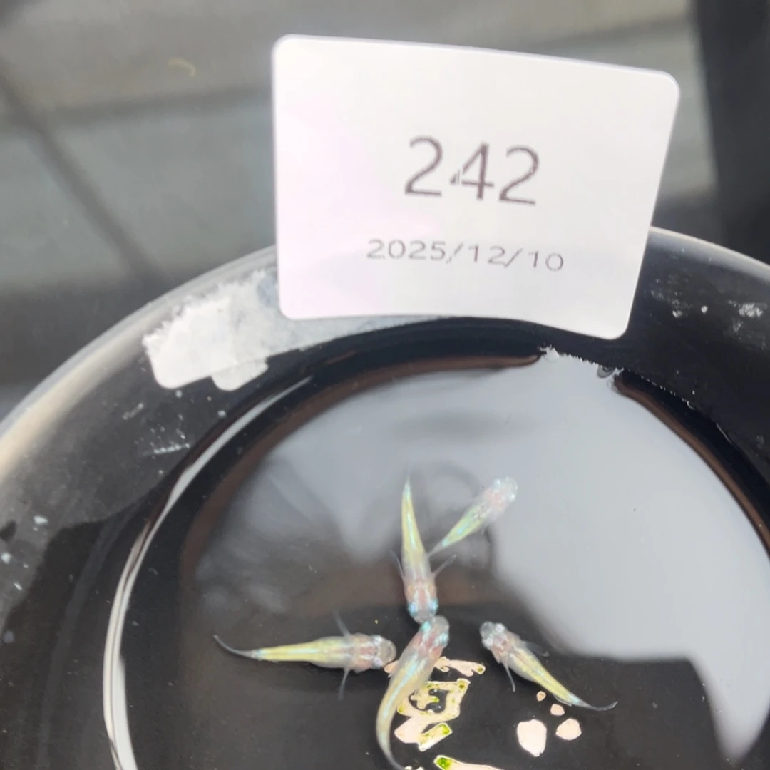 青鳉鱼242短蛋白石五尾