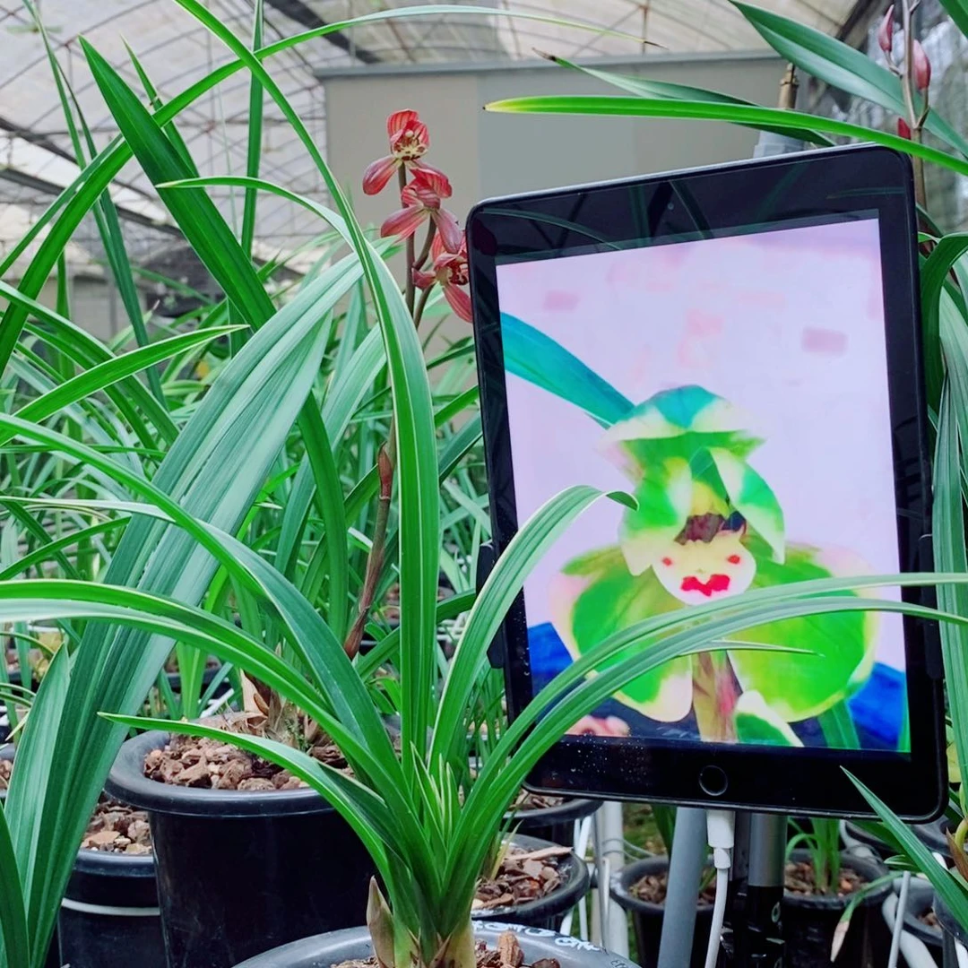 大部分花苞少量开放