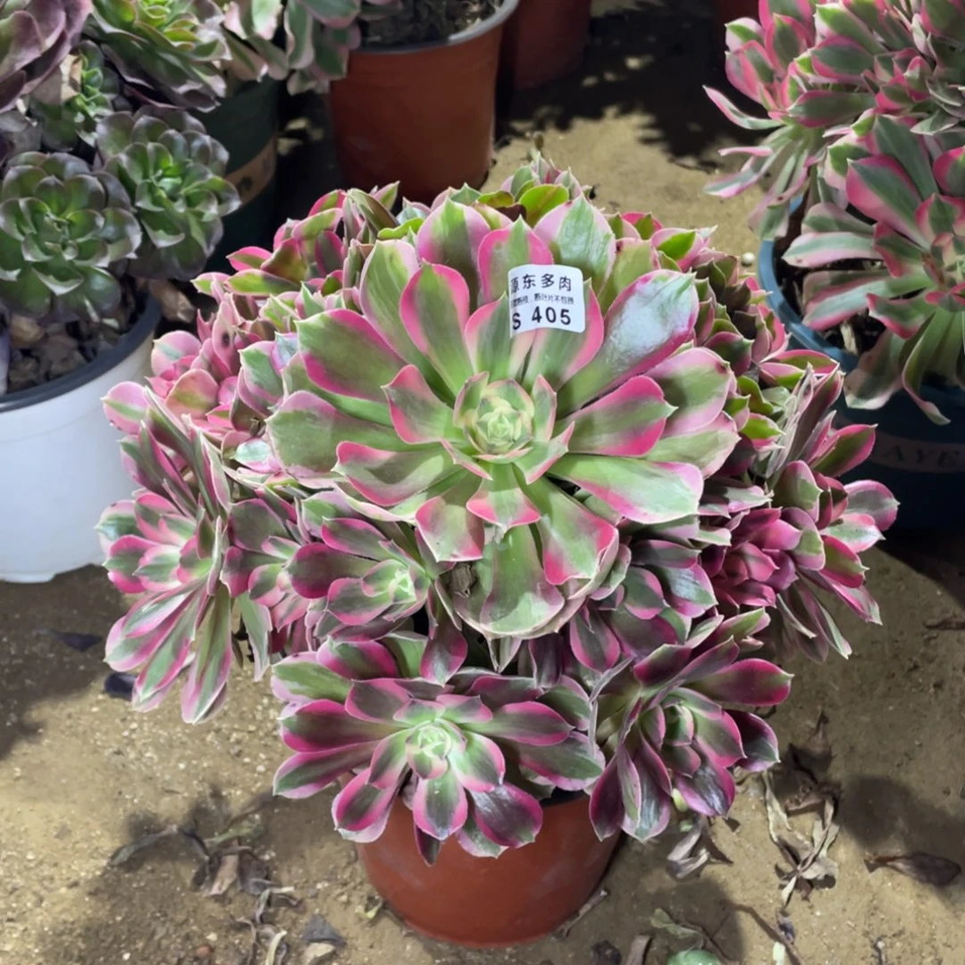 405妖月多肉法师断枝不包