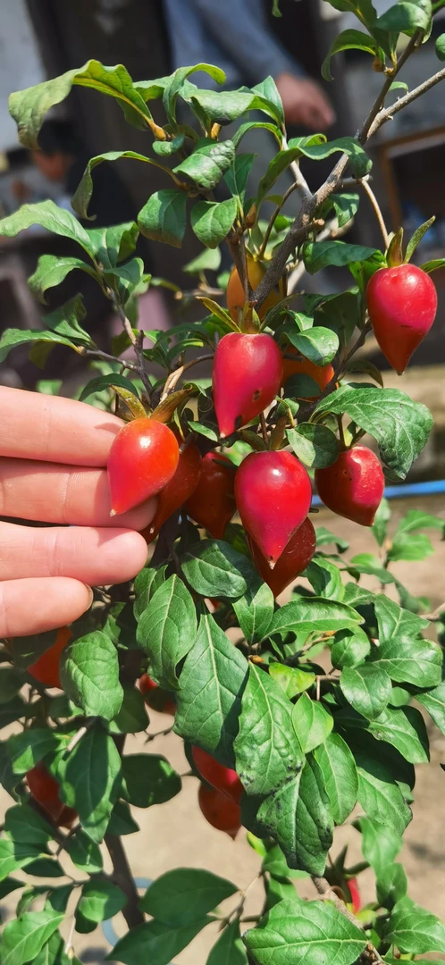 金弹子室外露天养殖苗