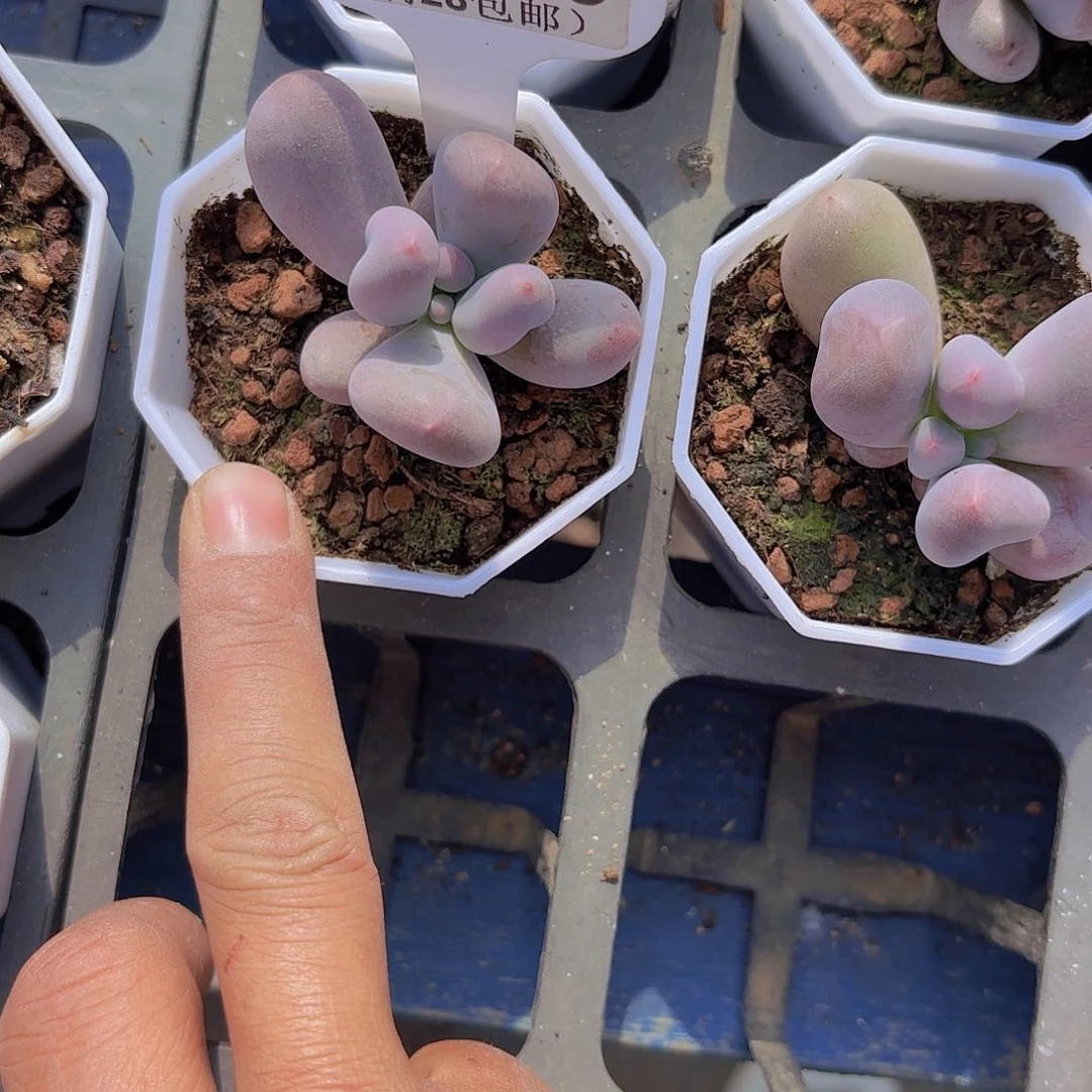 B110Mike奶一物一拍多肉