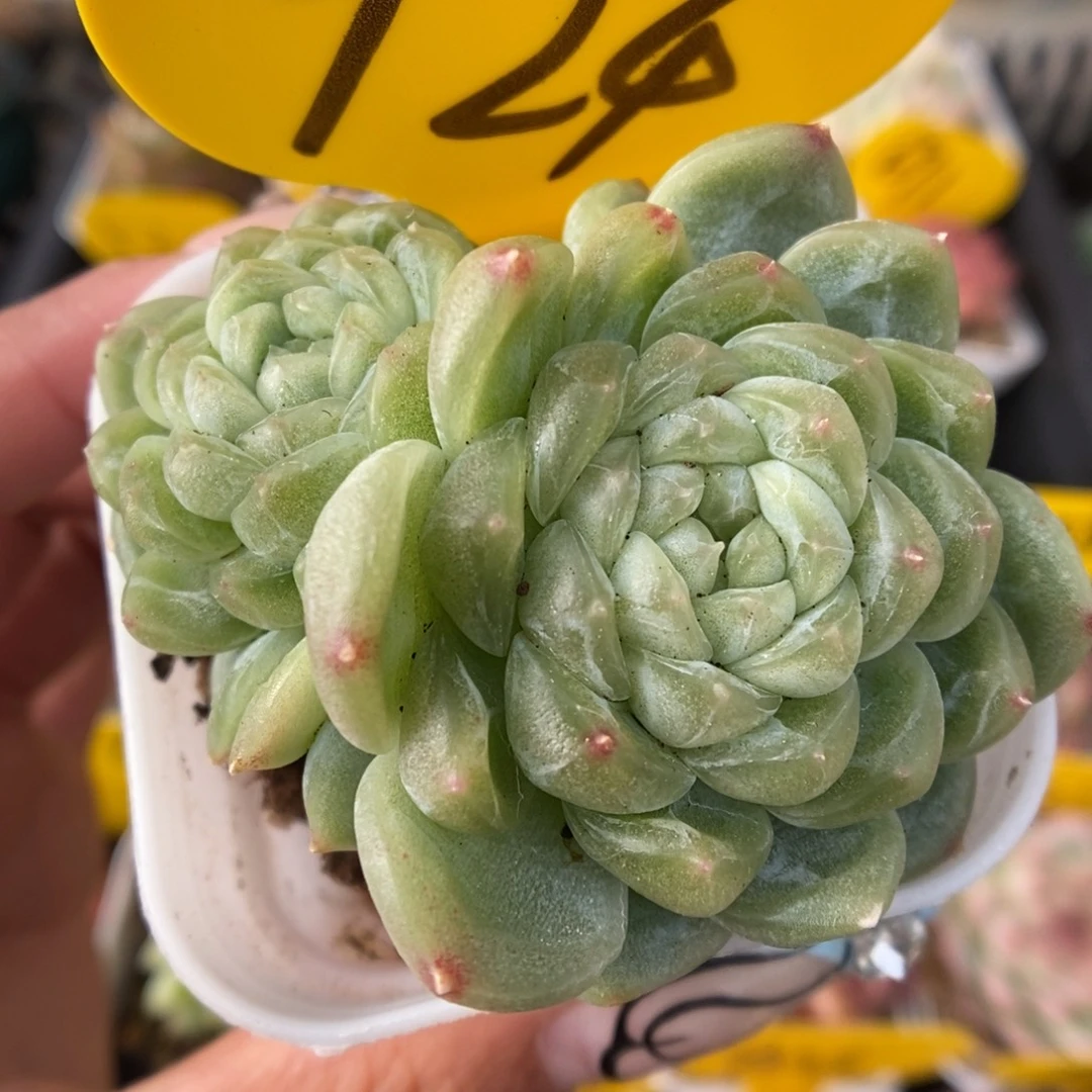 财富密码924号。