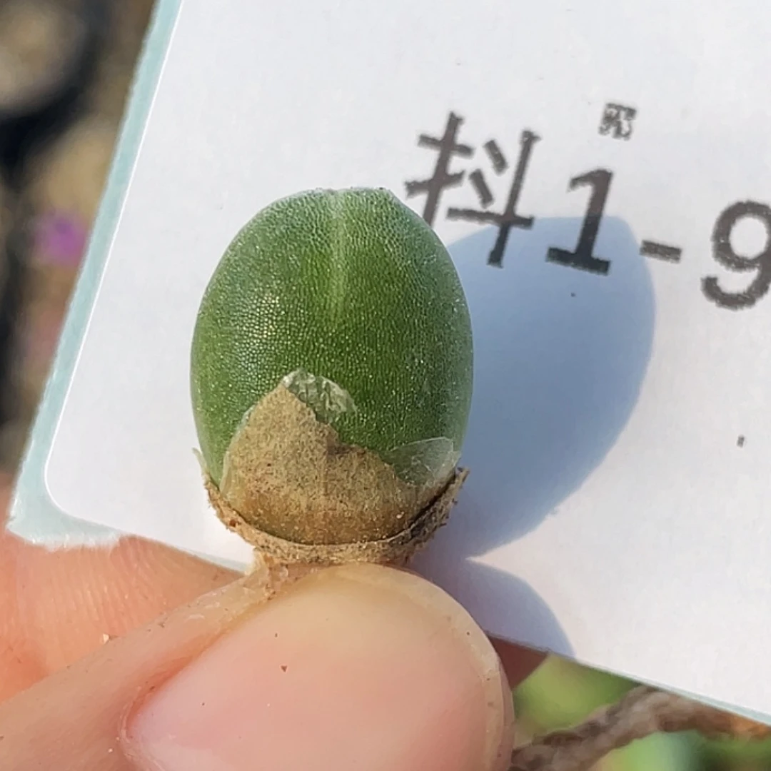 1-9哈默兔多肉植物