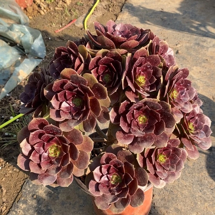 赤焰莲多肉植物9。